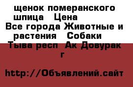 щенок померанского шпица › Цена ­ 45 000 - Все города Животные и растения » Собаки   . Тыва респ.,Ак-Довурак г.
